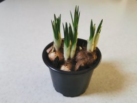 Daugiametė gėlė, krokas (5 svog.), vazonėlio skersmuo 9 cm