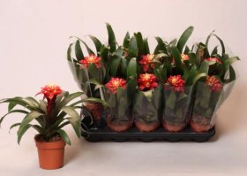 Kambarinis augalas, guzmanija, vazonėlio skersmuo 12 cm.