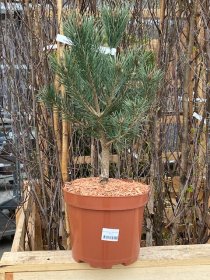 Spygliuotis, pušis dekoratyvinė "Watereri", vazonėlio skersmuo 23 cm.