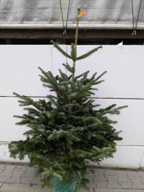 Kaukazinis kėnis (Abies nordmanniana) vazone, aukštis 125 - 150 cm.