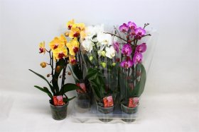 Kambarinis augalas, orchidėja "Kaskadinė", 2 šakos, vazonėlio skersmuo 9 cm.