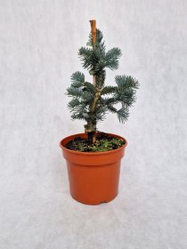 Spygliuotis, kėnis subalpinis "Argentea", vazonėlio skersmuo 19 cm.