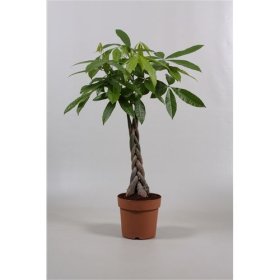 Kambarinis augalas, raivė "Aquatica", vazonėlio skersmuo 21 cm.