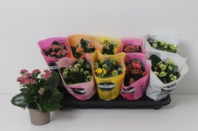 Kambarinis augalas, kalankė, vazonėlio skersmuo 10 cm.