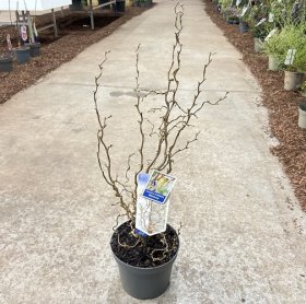 Dekoratyvinis krūmas, lazdynas paprastasis "Medusa", vazonėlio skersmuo 23 cm.