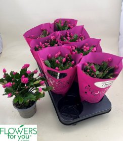 Kambarinis augalas, plokštenis "Wild Pink", vazonėlio skersmuo 11 cm.