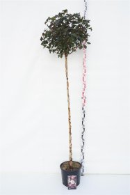 Dekoratyvinis krūmas, pūslenis putinalapis "Diabolo", ant stiebo, aukštis 150 cm., vazonas 10 l.