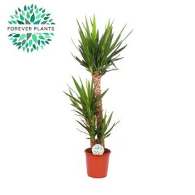 Kambarinis augalas, juka, vazono skersmuo 45 cm.