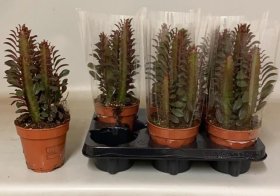 Kambarinis augalas, karpažolė "Rubra", vazonėlio skersmuo 12 cm.