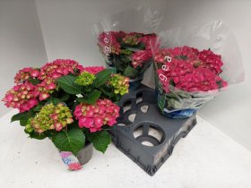 Dekoratyvinis krūmas, hortenzija didžialapė "Hot Red", vazonėlio skersmuo 15 cm.