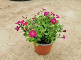 Alpinariumo augalas, darželinė aubretė (Aubrietta), vazonėlio skersmuo 12 cm.