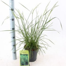 Žolinis augalas, kupstinė šluotsmilgė "Goldtau", vazonėlio skersmuo 19 cm.