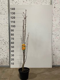 Dekoratyvinis medis, šermukšnis "Autumn Spire", vazonėlio skersmuo 21 cm.
