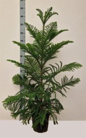 Kambarinis augalas, araukarija "Heterophyl", vazono skersmuo 23 cm.