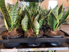 Kambarinis augalas, sansevjera "Futura Superb", vazonėlio skersmuo 16 cm.