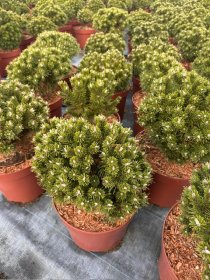 Spygliuotis, pušis kalninė "Benjamin", vazonėlio skersmuo 28 cm.
