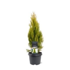Spygliuotis, tujūnas rytinis "Pyramidalis Aurea", vazonėlio skersmuo 19 cm.
