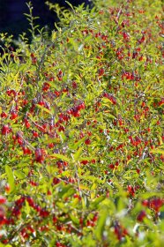 Vaiskrūmis, dygliuotasis ožerškis (goji uogos), vazonėlio talpa 2 l.