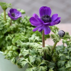 Daugiametė gėlė, plukė, vazonėlio skersmuo 20 cm.