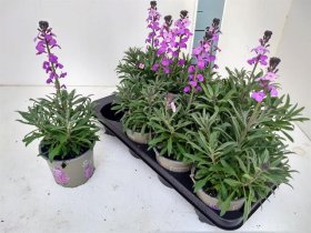 Daugiametė gėlė, tvertikas, vazonėlio skersmuo 13 cm.