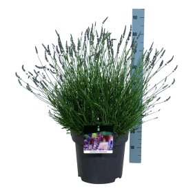 Daugiametė gėlė, levanda "Phenomenal", vazonėlio skersmuo 15 cm.