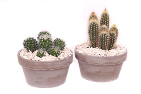 Kambarinis augalas, kaktusų kompozicija, vazonėlio skersmuo 17 cm.