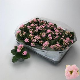 Kambarinis augalas, kalankė "Kalan lilac", vazonėlio skersmuo 6 cm.