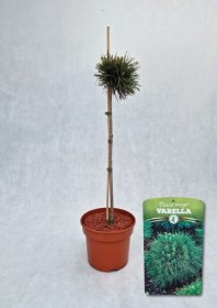 Spygliuotis, pušis kalninė "Varella", vazonas 5 l.