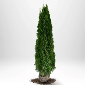 Spygliuotis, tuja vakarinė "Smaragd", aukštis 200-220 cm., kelta iš grunto, vazonėlio skersmuo 40 cm.