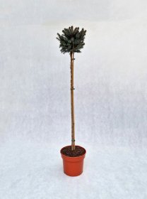 Spygliuotis, eglė serbinė "Nana", vazonas 5 l.