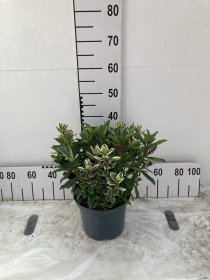 Dekoratyvinis krūmas, hebė, vazonėlio skersmuo 23 cm.