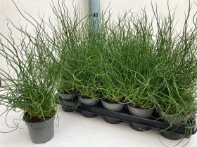 Kambarinis augalas, vikšris "Ef Spiralis", vazonėlio skersmuo 12 cm.