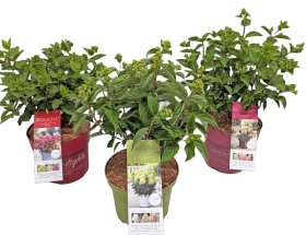 Dekoratyvinis krūmas, hortenzija šluotelinė "Garden Lights", vazonėlio skersmuo 19 cm.