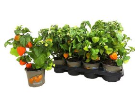 Vienmetė gėlė, dumplūnė paprastoji, vazonėlio skersmuo 13 cm.