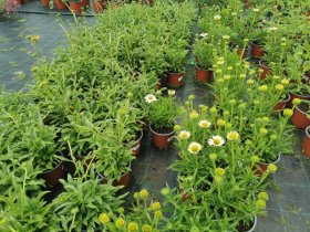 Daugiametė gėlė, baltagalvė, vazonėlio skersmuo 17 cm.