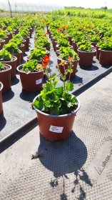 Daugiametė gėlė, žiognagė, vazonėlio skersmuo 17 cm.