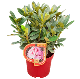 Dekoratyvinis krūmas, rododendras, karališka kolekcija, įvairios veislės, vazonas 5 l.