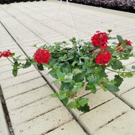 Vienmetė gėlė, verbena svyranti, pakabinamame vazonėlyje, vazonėlio skersmuo 17 cm.