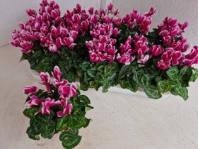Kambarinis augalas, ciklamenas "Metis Fa Out", vazonėlio skesmuo 11 cm.