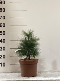 Spygliuotis, pušis "Schw. Wiethorst", vazonėlio skersmuo 23 cm.