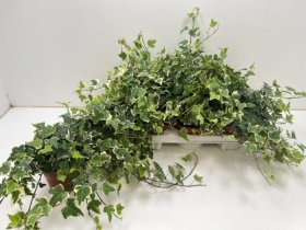 Kambarinis augalas, gebenė "Eva", vazonėlio skersmuo 13 cm.