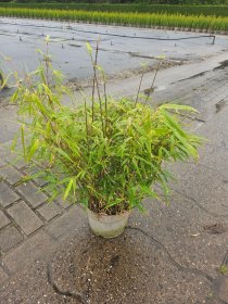 Žolinis augalas, skėtinis bambukaitis "Rufa", aukštis 60-80 cm., vazonas 5 l.