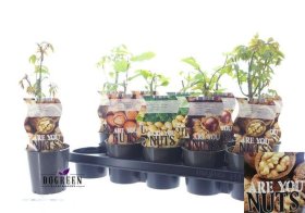 Vaiskrūmis, riešutmedis, įvairios veislės, vazonėlio skersmuo 12 cm.