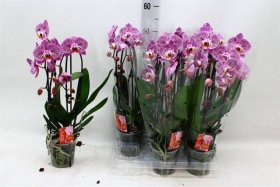 Kambarinis augalas, orchidėja, vazonėlio skersmuo 12 cm.