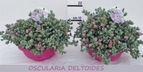 Kambarinis augalas, lamprantas "Roseus", vazonėlio skersmuo 21 cm.