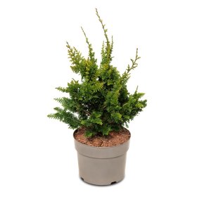 Spygliuotis, puskiparisis bukasis "Teddy bear", aukštis 20-25 cm., vazonas 5 l.