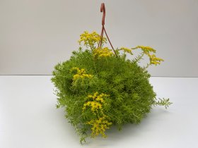 Vienmetė gėlė, šilokas, vazonėlio skersmuo 25 cm.