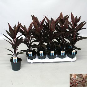 Žolinis augalas, kordilina "Tango", vazonėlio skersmuo 12 cm.