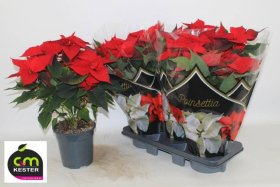Kambarinis augalas, puansetija "Red", vazonėlio skersmuo 19 cm.