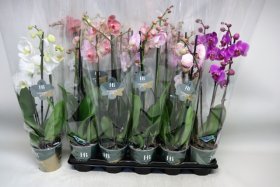 Kambarinis augalas, orchidėja "Extra", 3 šakos, vazonėlio skersmuo 12 cm.